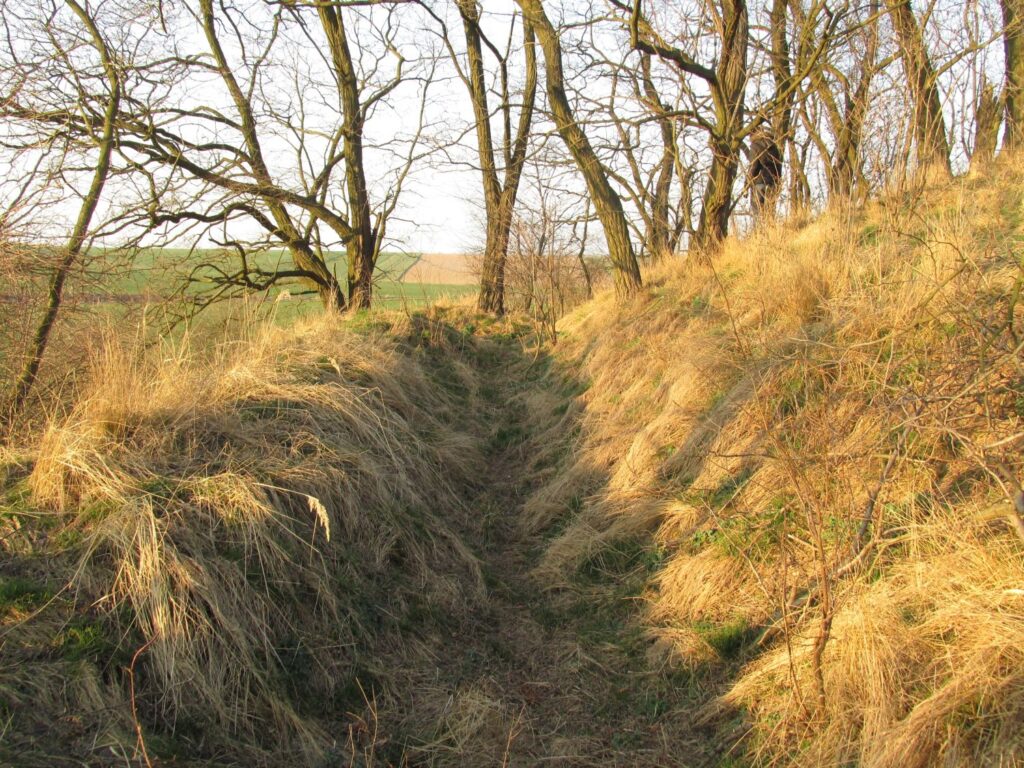 Wąski, porośnięty suchą trawą okop biegnący między drzewami na skraju pola (kliknięcie powiększy zdjęcie).