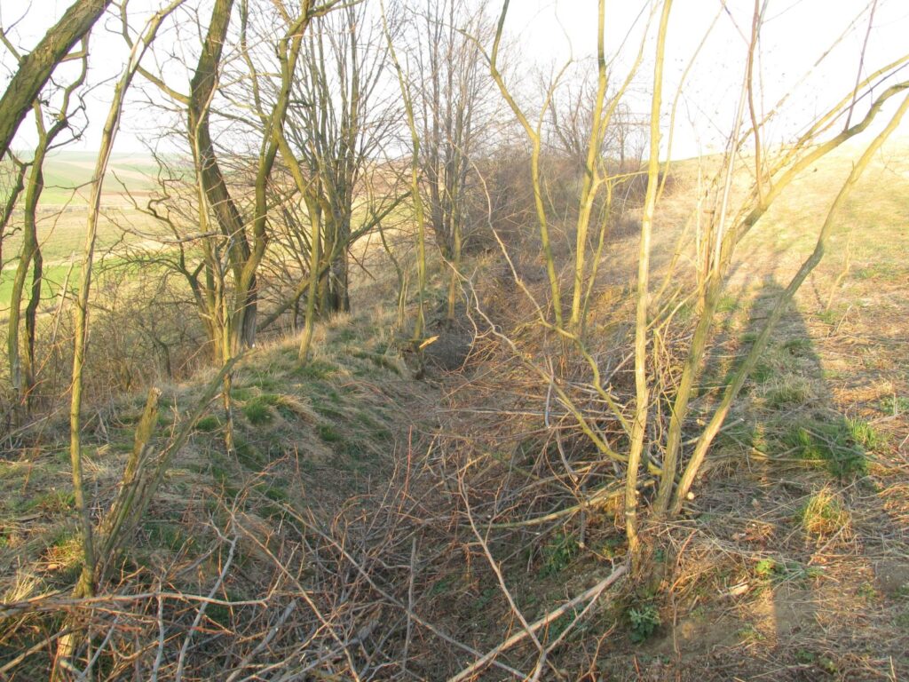 Fragment zarośniętych okopów wśród drzew i krzewów na pagórkowatym terenie (kliknięcie powiększy zdjęcie).