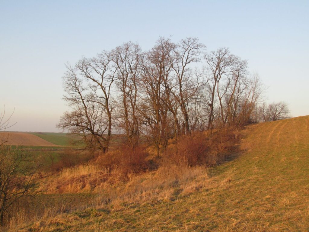 Skarpa z widocznymi okopami i skupiskiem bezlistnych drzew na tle pól (kliknięcie powiększy zdjęcie).
