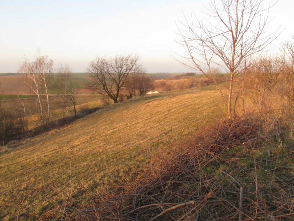 Pagórkowaty krajobraz pól uprawnych z widocznymi pozostałościami okopów i pojedynczymi drzewami (kliknięcie powiększy zdjęcie).